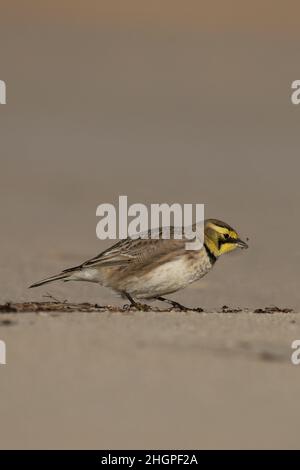 Shorelark (Eremophila alpestris) Kessingland Suffolk GB Großbritannien Januar 2022 Stockfoto