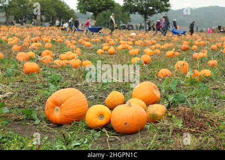 Kürbispflaster. Die Öffentlichkeit besucht eine Kürbisfarm, um ihre eigenen Früchte für Halloween-Feiern im Oktober zu pflücken. VEREINIGTES KÖNIGREICH Stockfoto