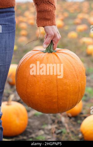 Kürbisse. Frau pflückt vor den Halloween-Feiern im Oktober auf einer britischen Kürbisfarm großen Kürbis von Jack O Lantern. VEREINIGTES KÖNIGREICH Stockfoto