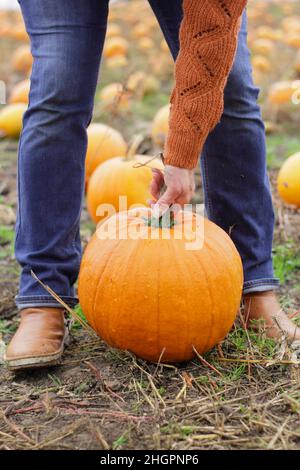 Kürbisse. Frau pflückt vor den Halloween-Feiern im Oktober auf einer britischen Kürbisfarm großen Kürbis von Jack O Lantern. VEREINIGTES KÖNIGREICH Stockfoto