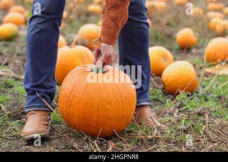 Kürbis. Frau, die vor den Halloween-Feiern im Oktober einen großen Kürbis von Jack O Lantern an einem Kürbisfeld in Großbritannien hält. VEREINIGTES KÖNIGREICH Stockfoto