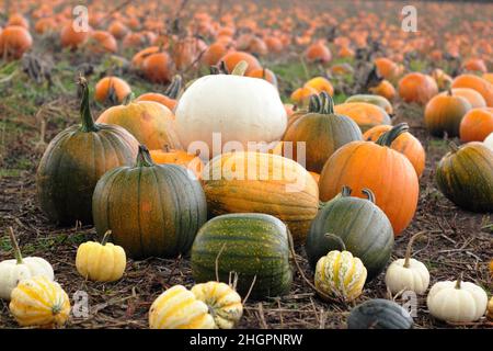 Kürbispflaster. Kürbissorten wie Jack O Lantern, Eisbär, Gänsehaut, Casperita und Gold Speck auf einer britischen Kürbisfarm im Oktober. VEREINIGTES KÖNIGREICH Stockfoto