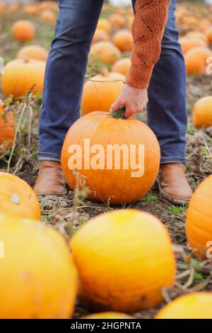 Kürbisse. Frau pflückt vor den Halloween-Feiern im Oktober auf einer britischen Kürbisfarm großen Kürbis von Jack O Lantern. VEREINIGTES KÖNIGREICH Stockfoto