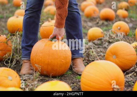 Kürbis. Frau, die vor den Halloween-Feiern im Oktober einen großen Kürbis von Jack O Lantern an einem Kürbisfeld in Großbritannien hält. VEREINIGTES KÖNIGREICH Stockfoto