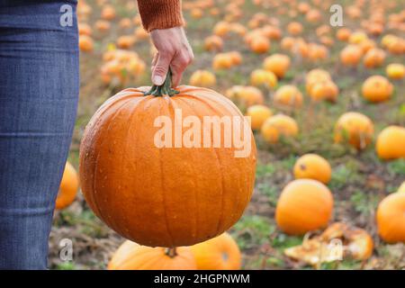 Kürbisse. Frau pflückt vor den Halloween-Feiern im Oktober auf einer britischen Kürbisfarm großen Kürbis von Jack O Lantern. VEREINIGTES KÖNIGREICH Stockfoto