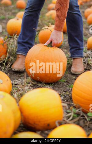 Kürbisse. Frau pflückt vor den Halloween-Feiern im Oktober auf einer britischen Kürbisfarm großen Kürbis von Jack O Lantern. VEREINIGTES KÖNIGREICH Stockfoto