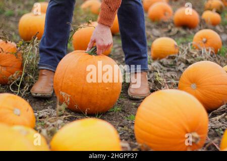 Kürbisse. Frau pflückt vor den Halloween-Feiern im Oktober auf einer britischen Kürbisfarm großen Kürbis von Jack O Lantern. VEREINIGTES KÖNIGREICH Stockfoto