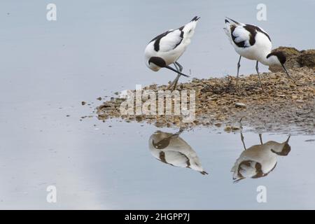Pied Avocet (Recurvirostra avosetta) sammelt Nestmaterial, wobei ein Paar einen kleinen Stock auf ihren Nestplatz auf einer Seeinsel, Gloucs, Großbritannien, schnippt. Stockfoto