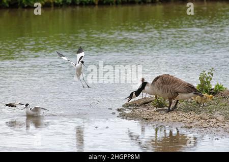 Pied Avocet (Recurvirostra avosetta) Paar ruft an und nähert sich aggressiv, um eine Kanadagans (Anser canadensis) Familie von ihrem Nestplatz abzustoßen. Stockfoto