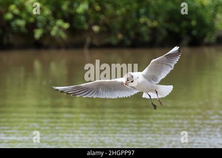 Schwarzkopfmöwe (Chroicocephalus ridibundus), die an ihrem Nestplatz an einem Seeufer mit einem Paket von Stäbchen im Schnabel fliegt, Gloucestershire, Großbritannien, Mai. Stockfoto