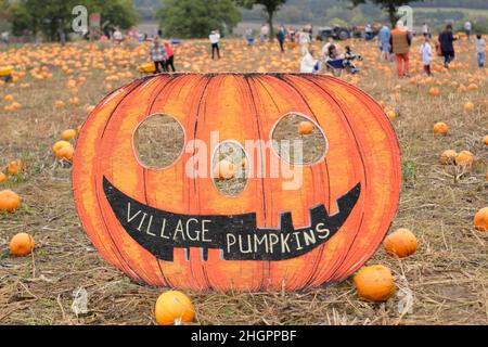 Kürbispflaster. Die Öffentlichkeit besucht eine Kürbisfarm, um ihre eigenen Früchte für Halloween-Feiern im Oktober zu pflücken. VEREINIGTES KÖNIGREICH Stockfoto