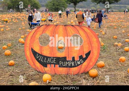 Kürbispflaster. Die Öffentlichkeit besucht eine Kürbisfarm, um ihre eigenen Früchte für Halloween-Feiern im Oktober zu pflücken. VEREINIGTES KÖNIGREICH Stockfoto