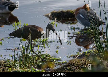 Hochglanz-Ibis (Plegadis falcinellus) ein knapper Besucher in Großbritannien, der in einem Sumpfbecken auf Nahrungssuche ist, Catcott tief in NNR, Somerset, England, Großbritannien, Januar 2022. Stockfoto