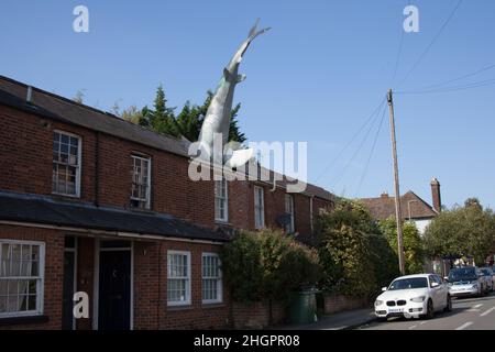 Bill Heine's Shark in einer Dachstatue in Headington, Oxford, Großbritannien Stockfoto