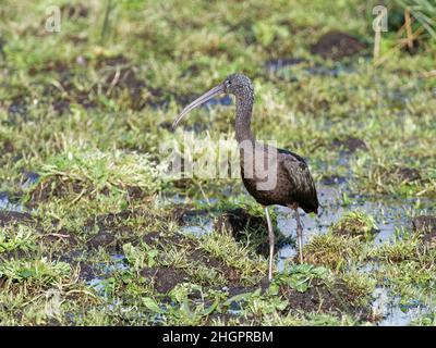 Hochglanz-Ibis (Plegadis falcinellus) Catcott ist ein knapper Besucher in Großbritannien, der in einem Sumpfgebiet steht und NNR tief, Somerset, Großbritannien, Januar 2022. Stockfoto