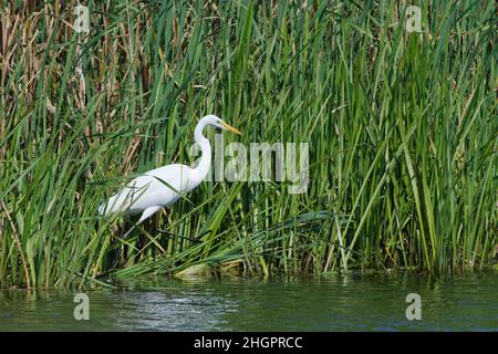 Catcott, ein großer Weißreiher (Egretta alba / Ardea alba), der unter den Binsen thront, während er in einem Sumpfbecken Fische jagt, lässt NNR, Somerset, Großbritannien, im August tief liegen Stockfoto