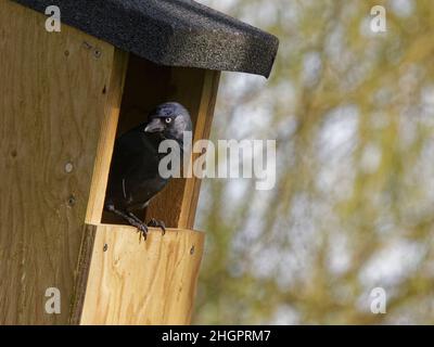 Die Dohle (Corvus monedula), die aus einem Nistkasten auf einem Buchenstammbaum spähtt, wo sie ein Nest baut, Wiltshire, Großbritannien, März. Stockfoto