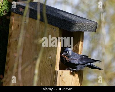 Dohlen (Corvus monedula), die am Eingang eines Nistkastens mit einem Haufen getrockneter Gräser im Schnabel für die Auskleidung seines Nestes thront, Wiltshire, Großbritannien, März. Stockfoto