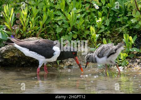 Austernfischer (Haematopus ostralegus)-Elternteil, der einem Küken am Seeufer ein Insektengrub anbietet, Gloucestershire, Großbritannien, Mai. Stockfoto