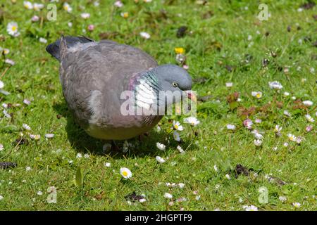 Waldtaube (Columba palumbus) auf Grasland mit Gänseblümchen (Bellis perennis), Gloucestershire, Großbritannien, Mai. Stockfoto