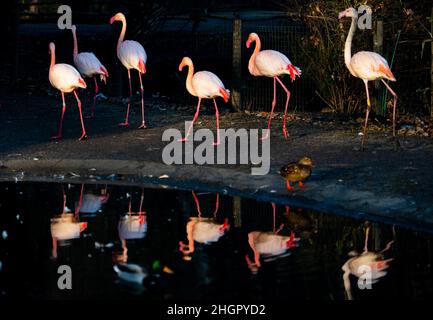 Prag, Tschechische Republik. 22nd Januar 2022. Ein großer Flamingos (Phoenicopterus roseus), aufgenommen am 22. Januar 2022 im Prager Zoo, Tschechische Republik. Kredit: Roman Vondrous/CTK Foto/Alamy Live Nachrichten Stockfoto