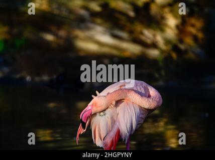 Prag, Tschechische Republik. 22nd Januar 2022. Ein großer Flamingo (Phoenicopterus roseus), aufgenommen am 22. Januar 2022, im Prager Zoo, Tschechische Republik. Kredit: Roman Vondrous/CTK Foto/Alamy Live Nachrichten Stockfoto