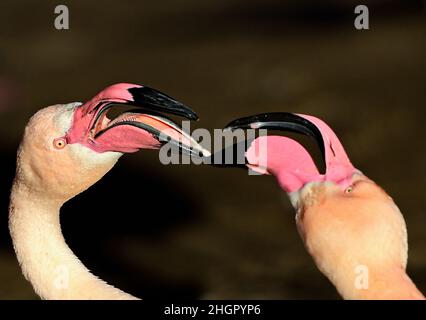 Prag, Tschechische Republik. 22nd Januar 2022. Ein großer Flamingos (Phoenicopterus roseus), aufgenommen am 22. Januar 2022 im Prager Zoo, Tschechische Republik. Kredit: Roman Vondrous/CTK Foto/Alamy Live Nachrichten Stockfoto