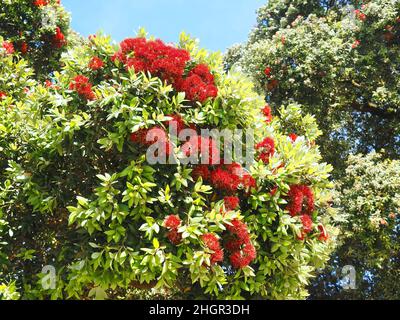 Rote Blüten von Metrosideros excelsa, neuseeländischer weihnachtsbaum Stockfoto