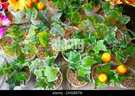 Vertikale Gärten oder oft als grüne Wände, lebende Wände, Biowände oder Eowalls bezeichnete Gärten sind eine Methode zum Anbau von Pflanzen auf engem und begrenztem Land. Stockfoto