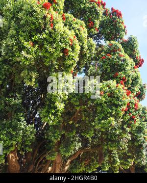 Rote Blüten von Metrosideros excelsa, neuseeländischer weihnachtsbaum Stockfoto