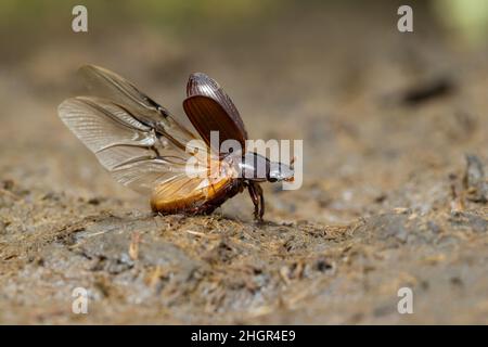 Nachtfliegender Mistkäfer (Acrossus rufipes) Stockfoto