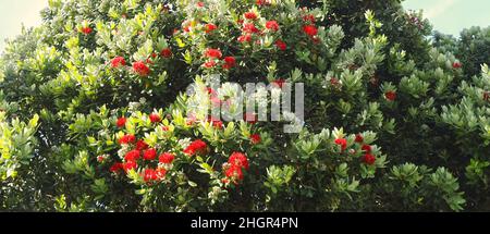 Rote Blüten von Metrosideros excelsa, neuseeländischer weihnachtsbaum Stockfoto