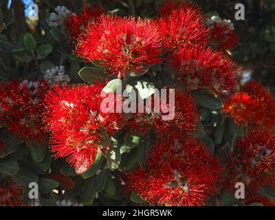 Rote Blüten von Metrosideros excelsa, neuseeländischer weihnachtsbaum Stockfoto
