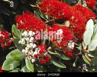 Rote Blüten von Metrosideros excelsa, neuseeländischer weihnachtsbaum Stockfoto