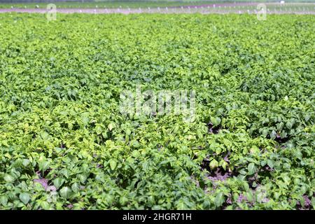 Kartoffelpflanzen, die durch Pathogene durch die Kartoffelblackenkrankheit stark befallen sind: Bakterien Pectobacterium atropepticum, Carotovorum und Dikkeya. Stockfoto