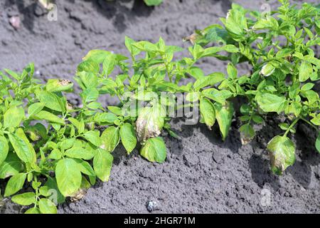 Kartoffelpflanzen, die durch Pathogene durch die Kartoffelblackenkrankheit stark befallen sind: Bakterien Pectobacterium atropepticum, Carotovorum und Dikkeya. Stockfoto