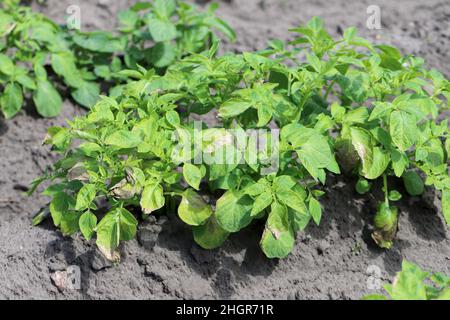 Kartoffelpflanzen, die durch Pathogene durch die Kartoffelblackenkrankheit stark befallen sind: Bakterien Pectobacterium atropepticum, Carotovorum und Dikkeya. Stockfoto