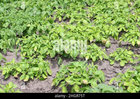 Kartoffelpflanzen, die durch Pathogene durch die Kartoffelblackenkrankheit stark befallen sind: Bakterien Pectobacterium atropepticum, Carotovorum und Dikkeya. Stockfoto