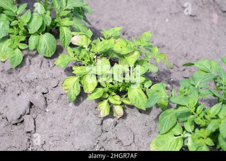 Kartoffelpflanzen, die durch Pathogene durch die Kartoffelblackenkrankheit stark befallen sind: Bakterien Pectobacterium atropepticum, Carotovorum und Dikkeya. Stockfoto