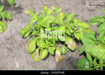 Kartoffelpflanzen, die durch Pathogene durch die Kartoffelblackenkrankheit stark befallen sind: Bakterien Pectobacterium atropepticum, Carotovorum und Dikkeya. Stockfoto