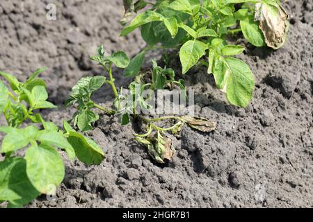Kartoffelpflanzen, die durch Pathogene durch die Kartoffelblackenkrankheit stark befallen sind: Bakterien Pectobacterium atropepticum, Carotovorum und Dikkeya. Stockfoto