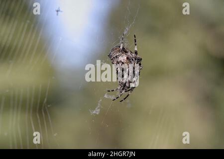 In der Mitte des Netzes wartet eine Gartenspinne auf Beute. Sie ist eine der bekanntesten Spinnenarten in Deutschland. Stockfoto