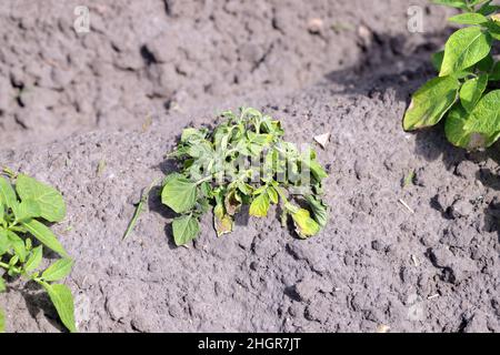 Kartoffelpflanzen, die durch Pathogene durch die Kartoffelblackenkrankheit stark befallen sind: Bakterien Pectobacterium atropepticum, Carotovorum und Dikkeya. Stockfoto