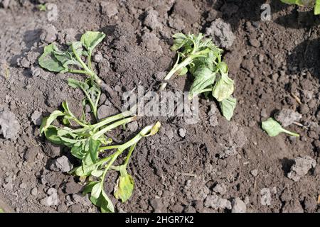 Kartoffelpflanze, die durch Pathogene durch die Kartoffelblackenkrankheit stark befallen ist: Bakterien Pectobacterium atropepticum, Carotovorum und Dikkeya. Stockfoto