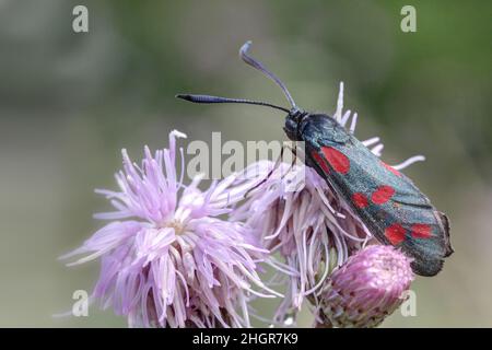 Der sechsfleckige Widder, Zygaena filipendulae, ist ein Schmetterling und wird wegen der roten Flecken auf den Vorderwindungen auch Bluttröpfchen genannt. Stockfoto