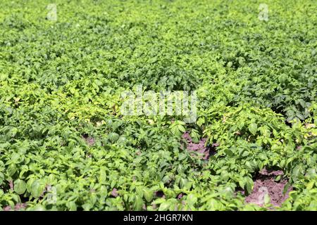 Kartoffelpflanzen, die durch Pathogene durch die Kartoffelblackenkrankheit stark befallen sind: Bakterien Pectobacterium atropepticum, Carotovorum und Dikkeya. Stockfoto