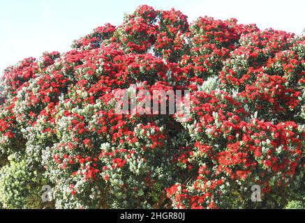 Rote Blüten von Metrosideros excelsa, neuseeländischer weihnachtsbaum Stockfoto