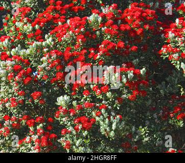 Rote Blüten von Metrosideros excelsa, neuseeländischer weihnachtsbaum Stockfoto
