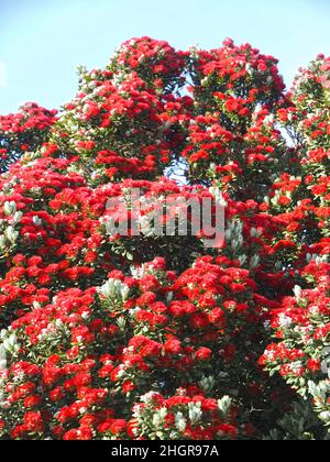 Rote Blüten von Metrosideros excelsa, neuseeländischer weihnachtsbaum Stockfoto