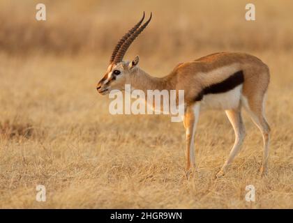 Männliche Thomson-Gazelle (Eudorcas thomsonii) im frühen Morgenlicht, Ngorongoro-Krater, Tansania, Afrika Stockfoto